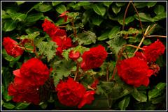 بگونیای غده ای